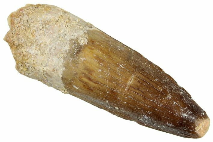 Fossil Spinosaurus Tooth - Real Dinosaur Tooth #292657